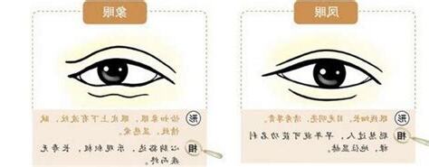 鳳眼 人相